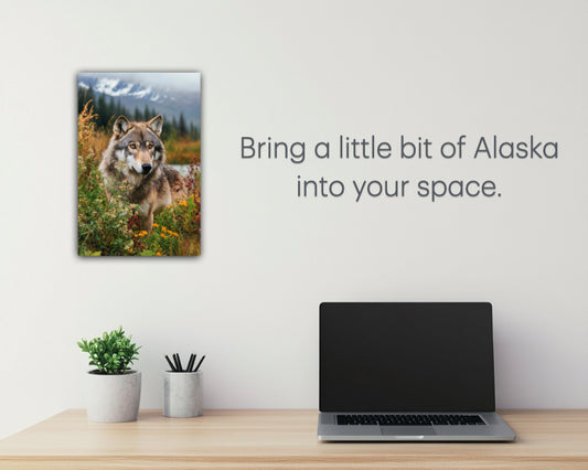 Denali Wolf in in Spring Metal Wall Art print